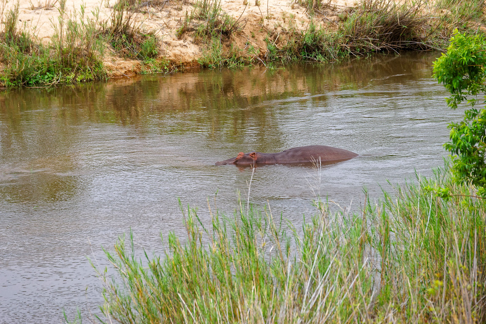 20161113 124226 Flusspferd